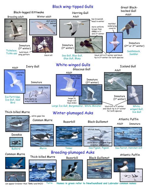 Seabird Identification Photo Card