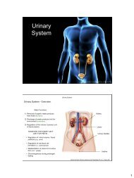 Urinary System