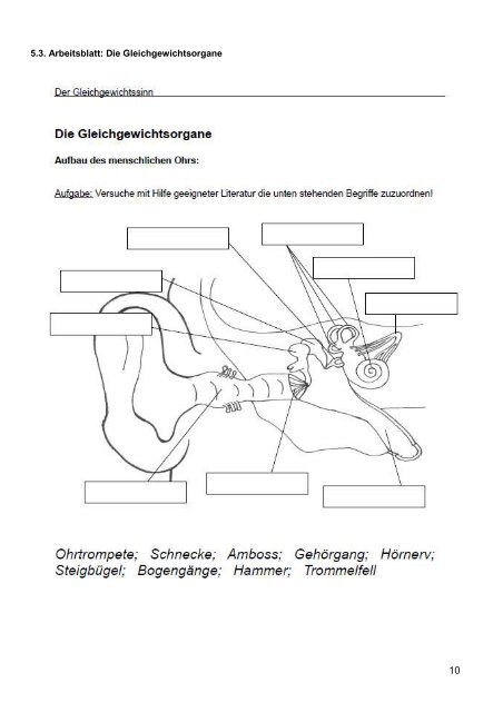 Drehsinnes- und Lagesinnesorgan des Ohrs - Staatliches Seminar ...