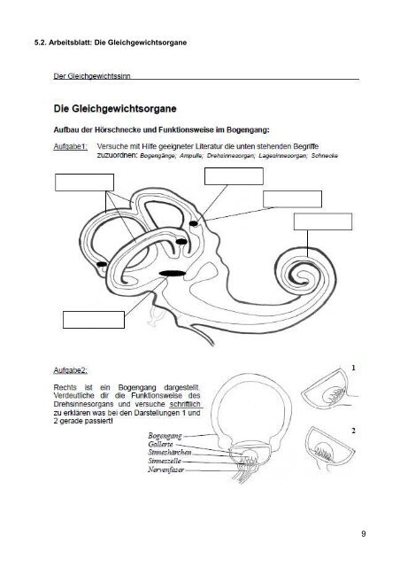 Drehsinnes- und Lagesinnesorgan des Ohrs - Staatliches Seminar ...