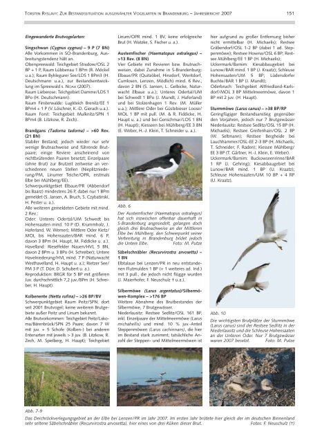 ornithologischer jahresbericht 2007