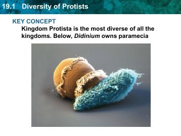 19.1 Diversity of Protists