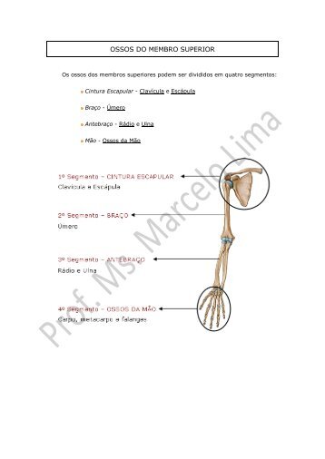 APOSTILA DE OSTEOLOGIA DOS MMSS e MMII.pdf - Webnode