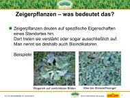 Zeigerpflanzen Im Grunland