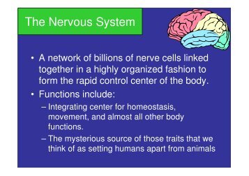 The Nervous System