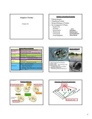 Kingdom: Protista • Endosymbiosis • Classifying Protists • General ...