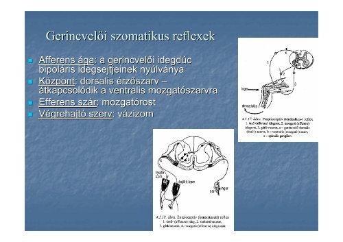 AZ IDEGRENDSZER MŰKÖDÉSE