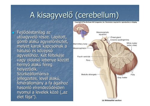 AZ IDEGRENDSZER MŰKÖDÉSE