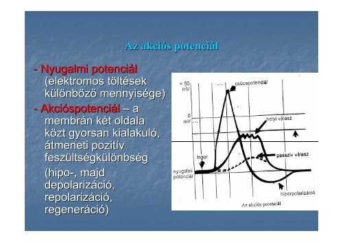 AZ IDEGRENDSZER MŰKÖDÉSE