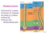 Vertebra