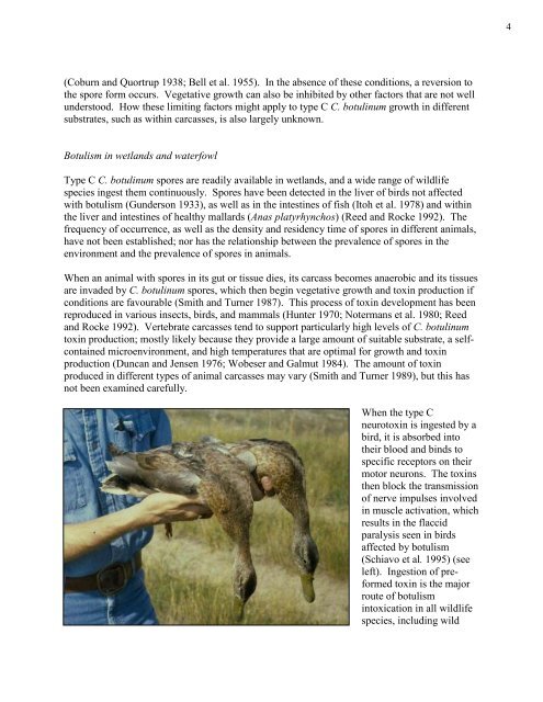 Ecology and Management of Avian Botulism on the Canadian Prairies