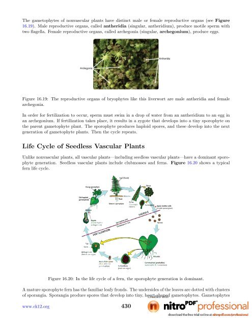 vascular seedless plants life cycle