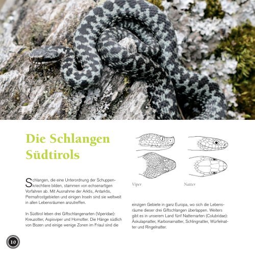 Die Reptilien und Amphibien Südtirols