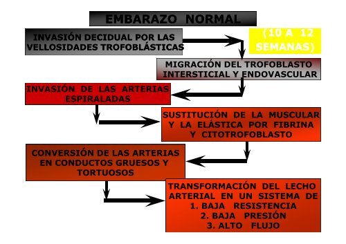 Riñón y embarazo