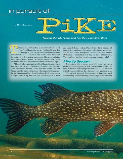 In Pursuit of Pike - New Hampshire Fish and Game Department