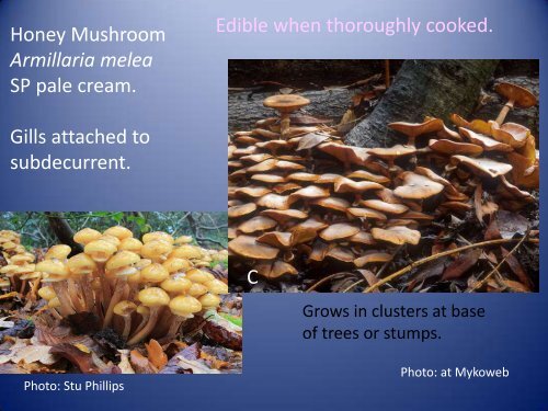 Mushroom_Look_alikes_on_Cape_Cod_-Hannah_Nadel.pdf 2.4 MB