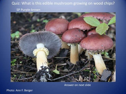 Mushroom_Look_alikes_on_Cape_Cod_-Hannah_Nadel.pdf 2.4 MB