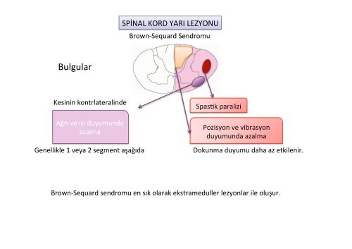 medulla spinalis