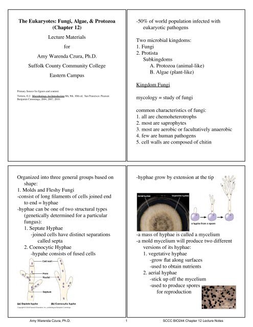 The Eukaryotes: Fungi, Algae, & Protozoa - Suffolk Community ...