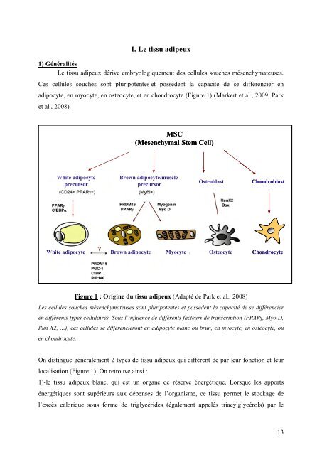 Cancer du sein et micro-environnement tumoral: rôle de la protéase ...