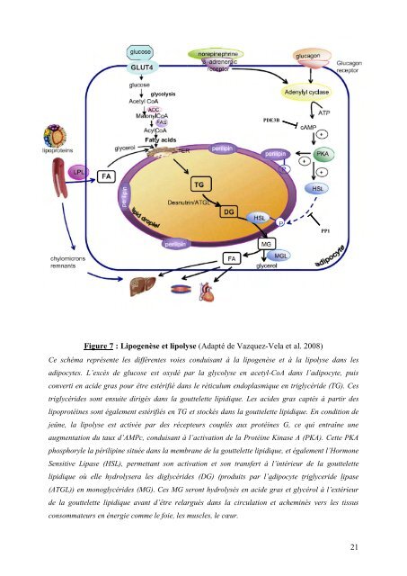 Cancer du sein et micro-environnement tumoral: rôle de la protéase ...