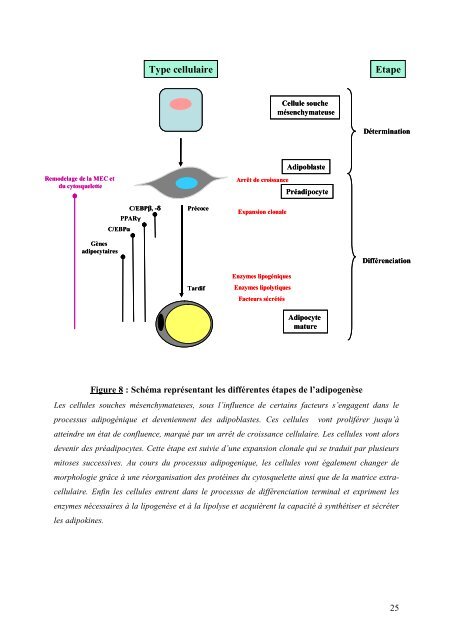 Cancer du sein et micro-environnement tumoral: rôle de la protéase ...