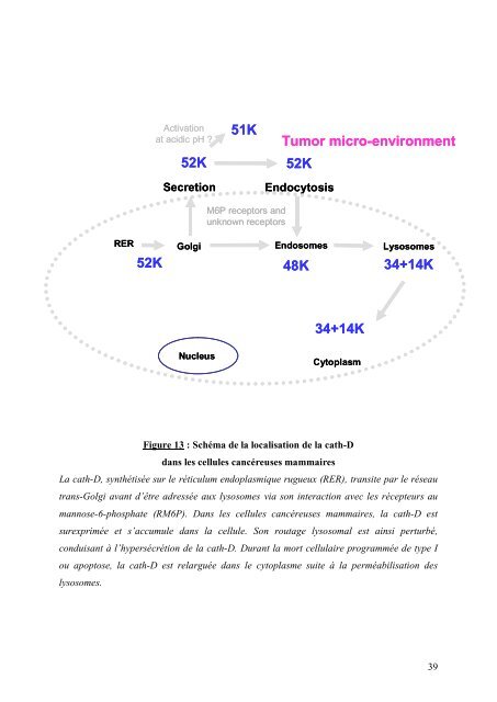 Cancer du sein et micro-environnement tumoral: rôle de la protéase ...