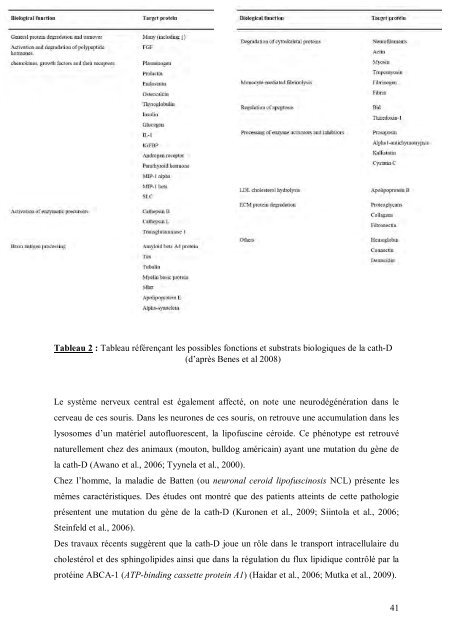 Cancer du sein et micro-environnement tumoral: rôle de la protéase ...