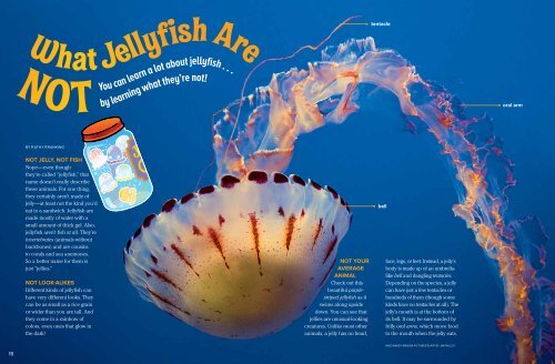 to download a pdf of "What Jellyfish Are Not."