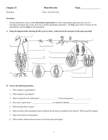 Moss Fern Worksheet