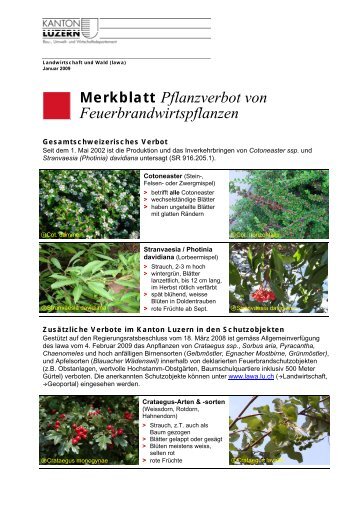 Merkblatt Pflanzverbot von Feuerbrandwirtspflanzen