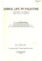 Amphibien