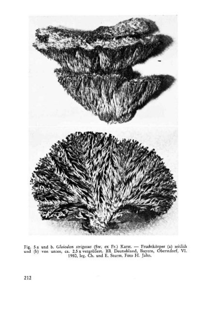 Der seltene Stachelpilz Gloiodon strigosus (Sw . ex Fr.) P ... - wwwuser