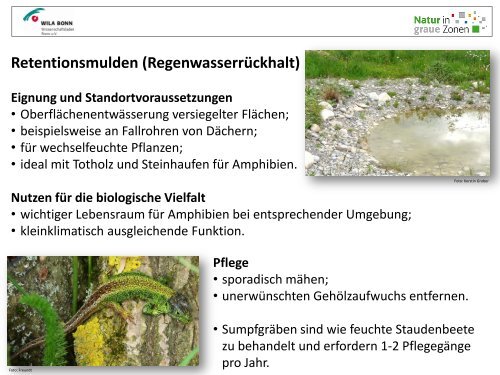 Sumpfgraben und Retentionsmulden - Natur in Graue Zonen
