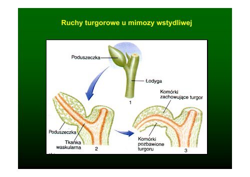 Wykład 6