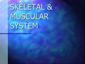 SKELETAL & MUSCULAR SYSTEM