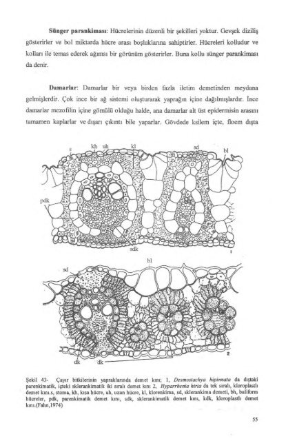 PDF Dosyası - Ankara Üniversitesi Kitaplar Veritabanı