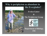 Why is periphyton so abundant in the Everglades?