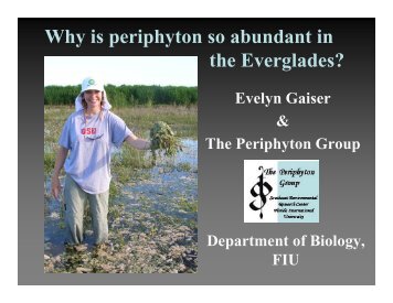Why is periphyton so abundant in the Everglades?