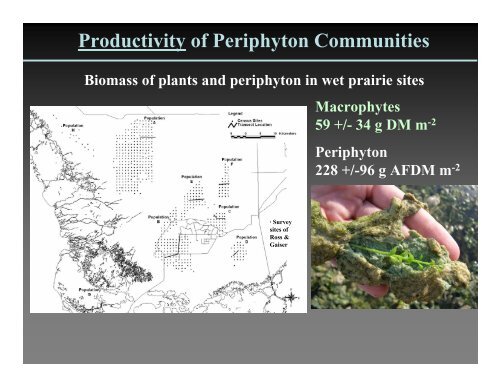 Why is periphyton so abundant in the Everglades?