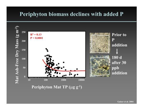 Why is periphyton so abundant in the Everglades?