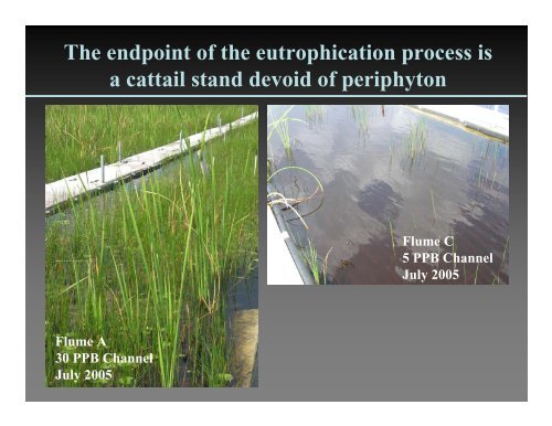 Why is periphyton so abundant in the Everglades?