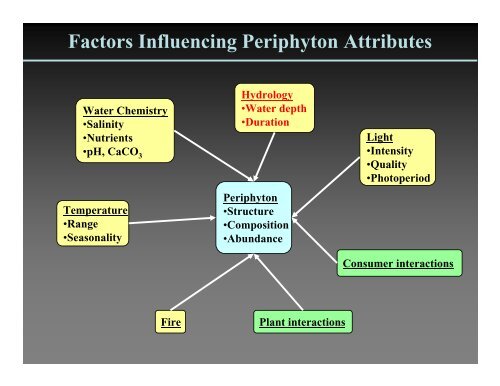 Why is periphyton so abundant in the Everglades?