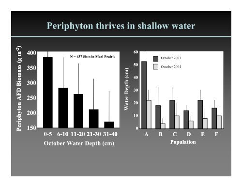 Why is periphyton so abundant in the Everglades?