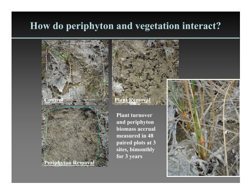 Why is periphyton so abundant in the Everglades?