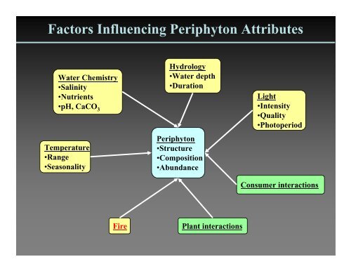 Why is periphyton so abundant in the Everglades?