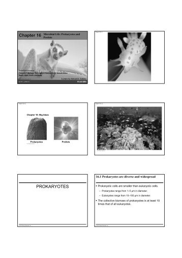 Ch. 16 Prokaryotes and Protists