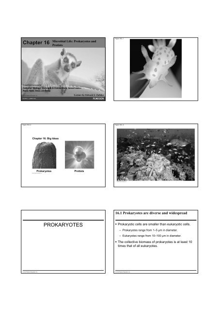 Ch. 16 Prokaryotes and Protists