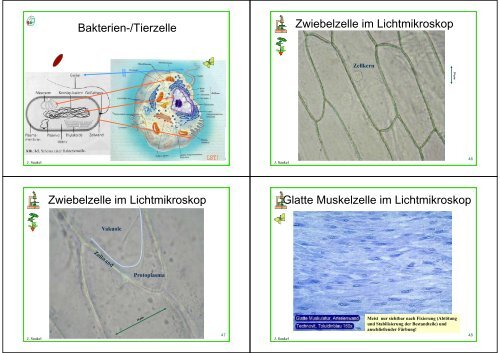 Biologie f. Pharmazeuten - PharmXplorer