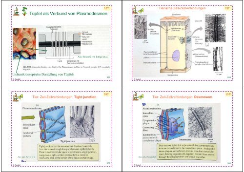 Biologie f. Pharmazeuten - PharmXplorer